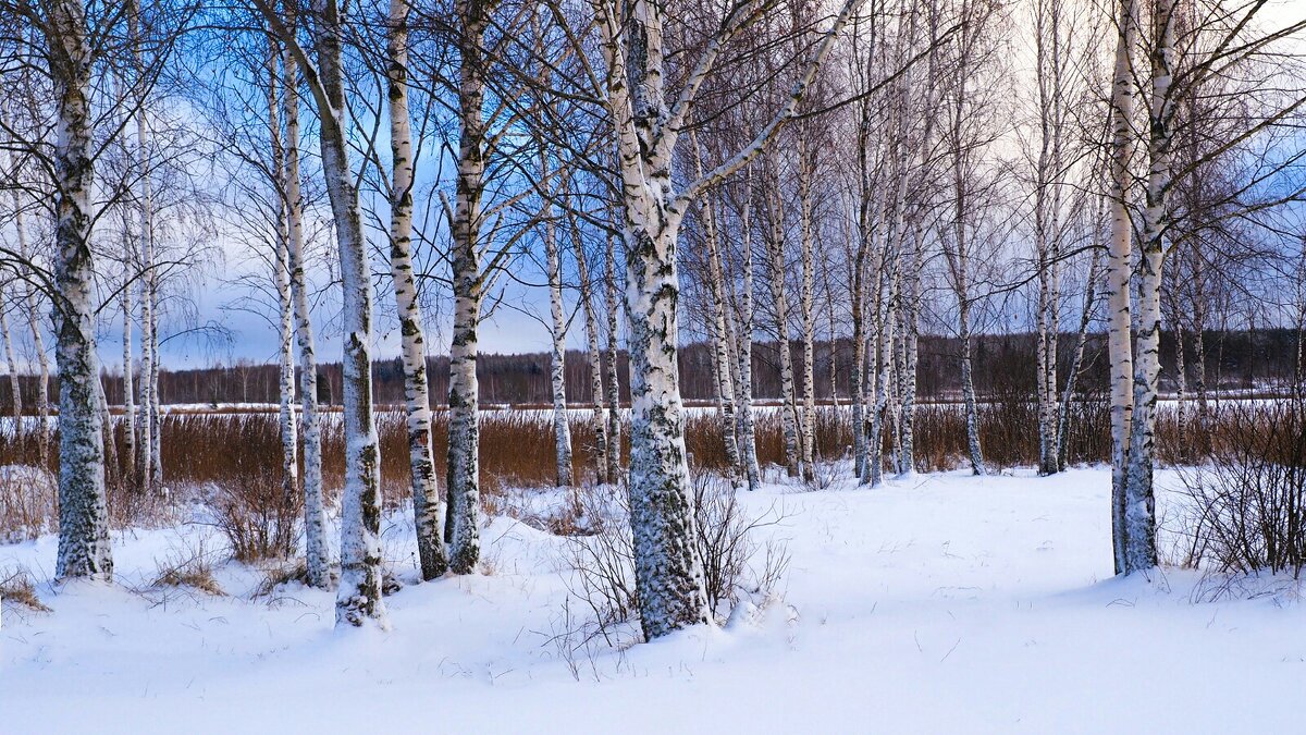 Берёзовая рощица на берегу озера. - Милешкин Владимир Алексеевич 