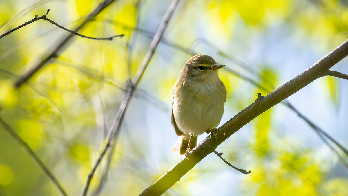 Пеночка майским утром - Владимир Лазарев