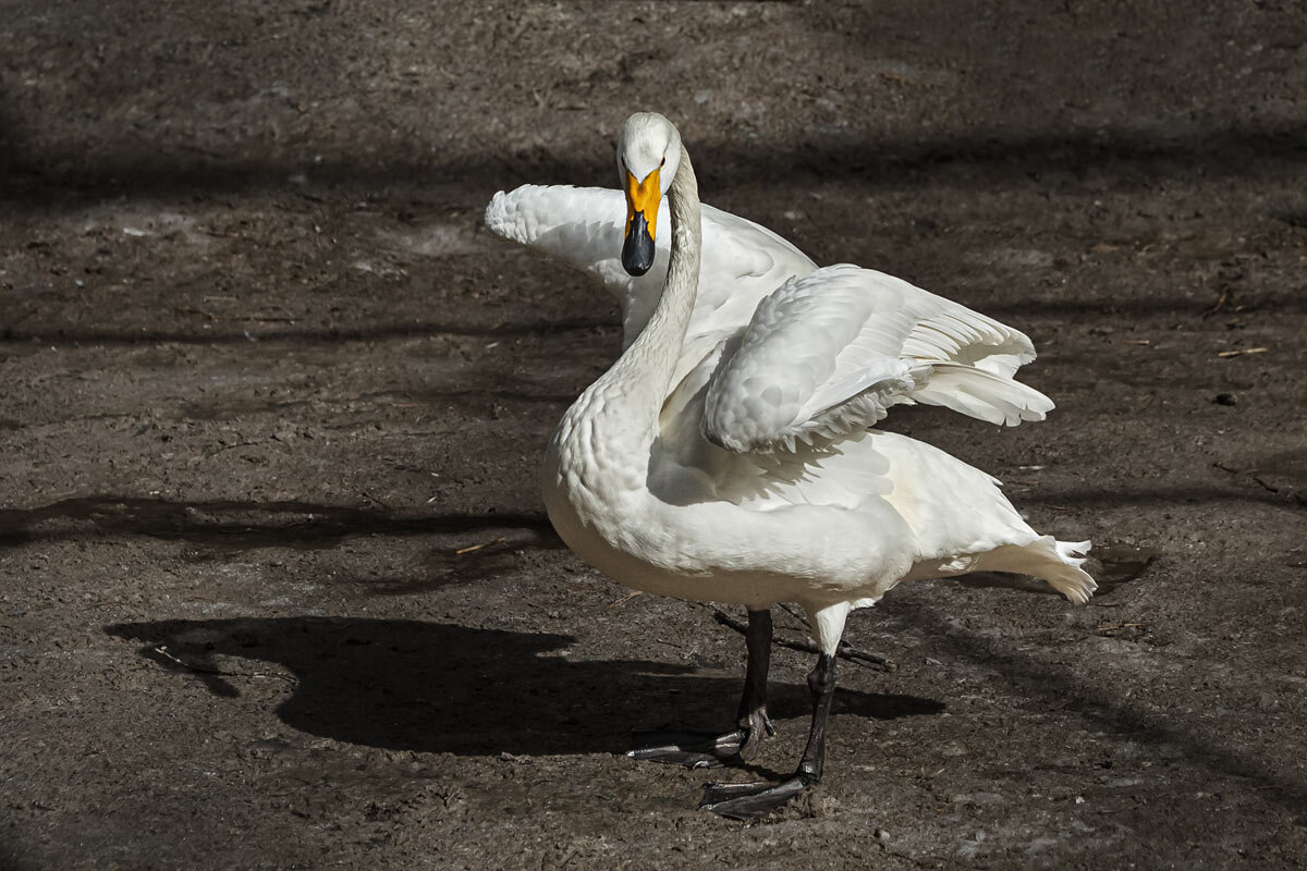 Лебедь - SanSan 