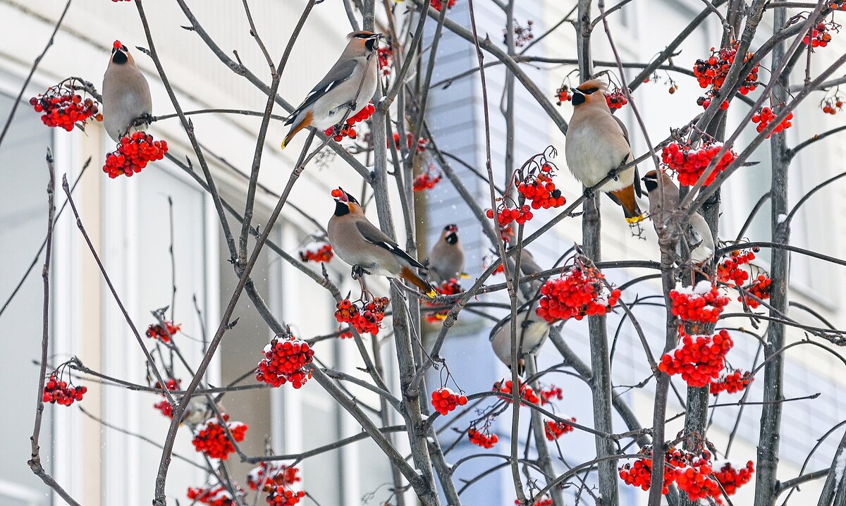 Свиристели прилетели - Валерий Иванович