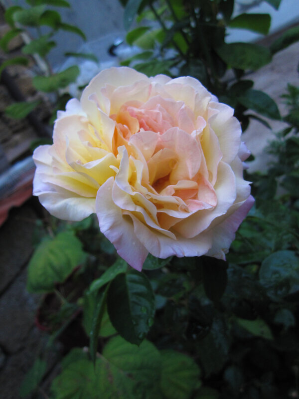 Глория  Дей - Валентин Семчишин