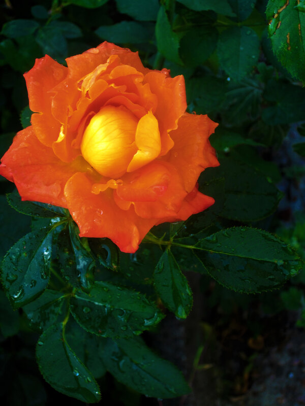 Оранжевая   Флорибунда - Валентин Семчишин