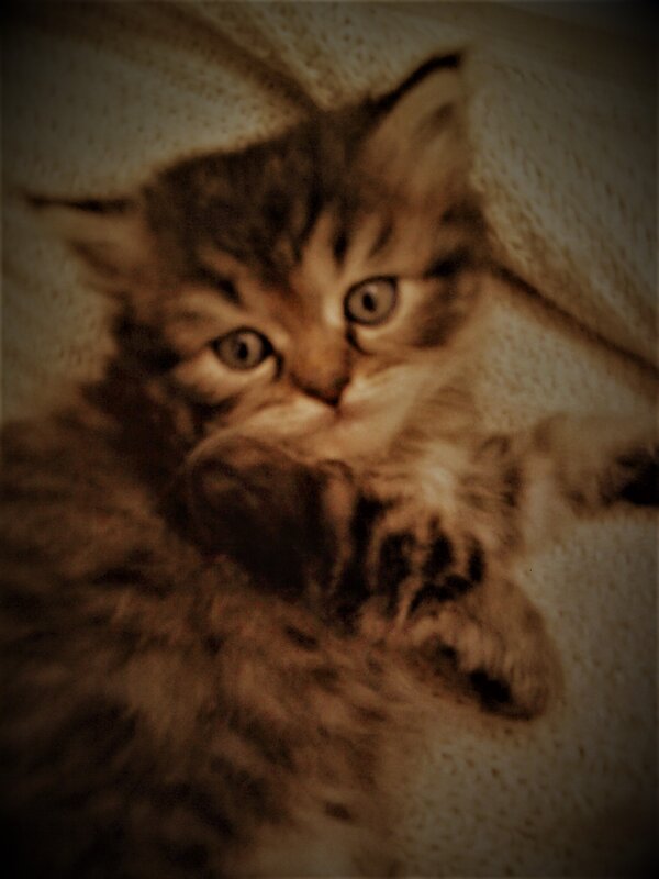 Тигрёнок - Nora Nowhere