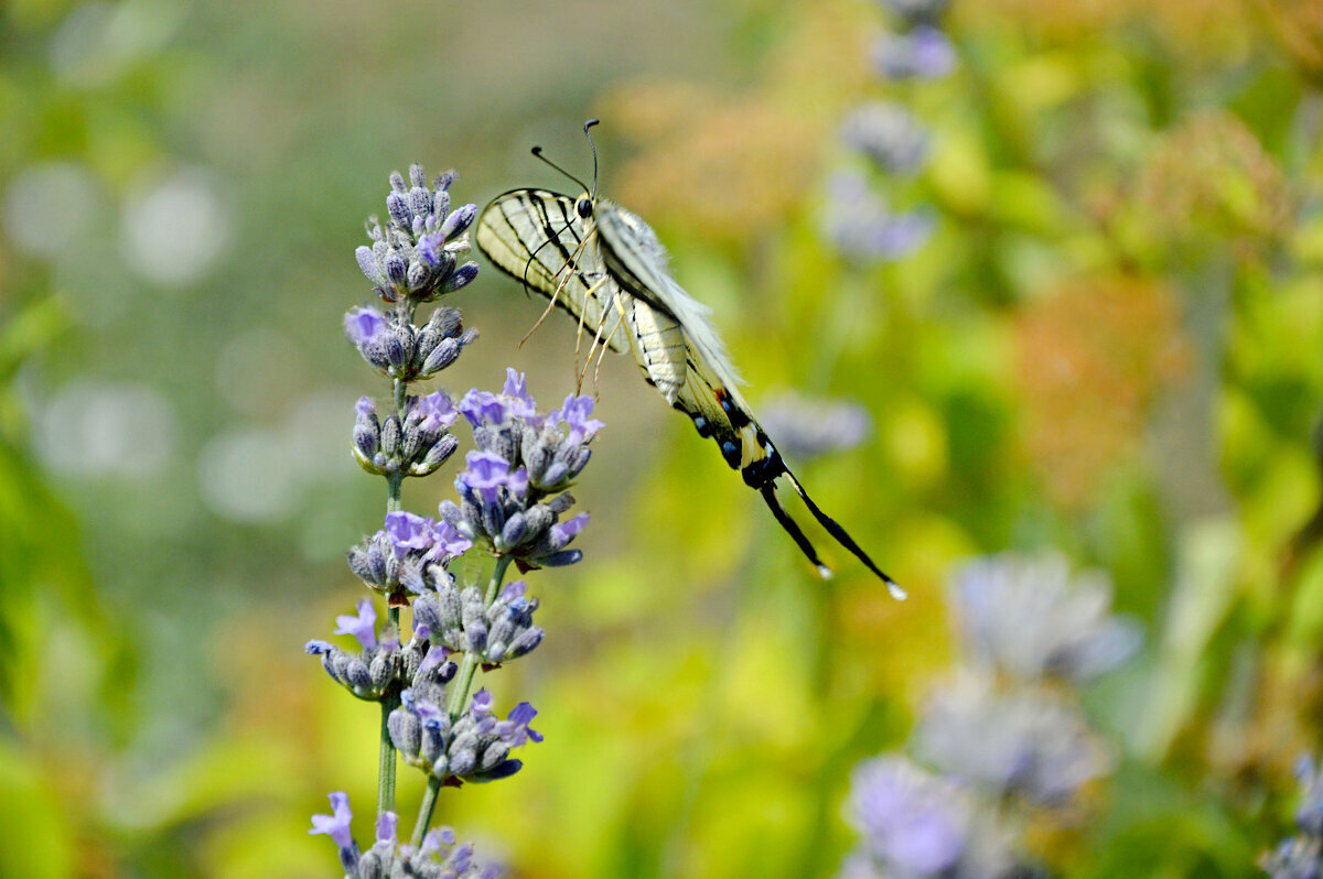 Изящно крылышки сложила... Подалирий, бабочка красной книги.. - Надежда Куркина 