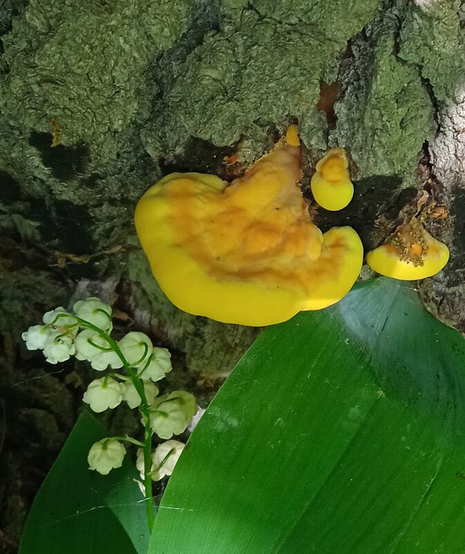 май - Елена Шаламова