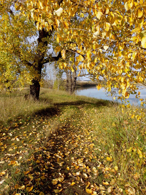 Осень золотая. - nadyasilyuk Вознюк
