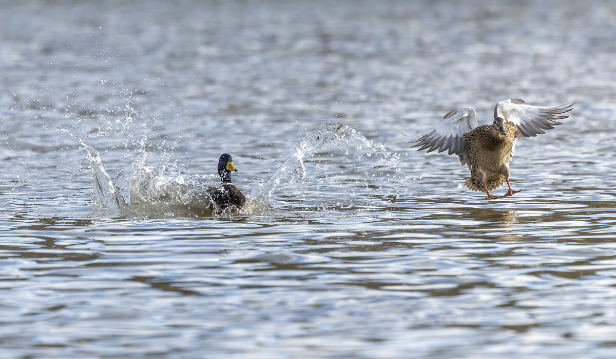 на посадку. - юрий макаров
