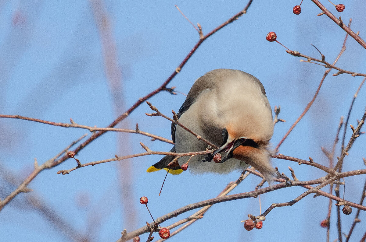 Свиристель - Виктор Иванович Чернюк