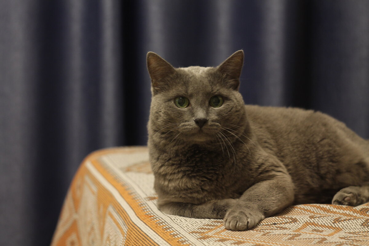 Кот - Вячеслав Крысанов