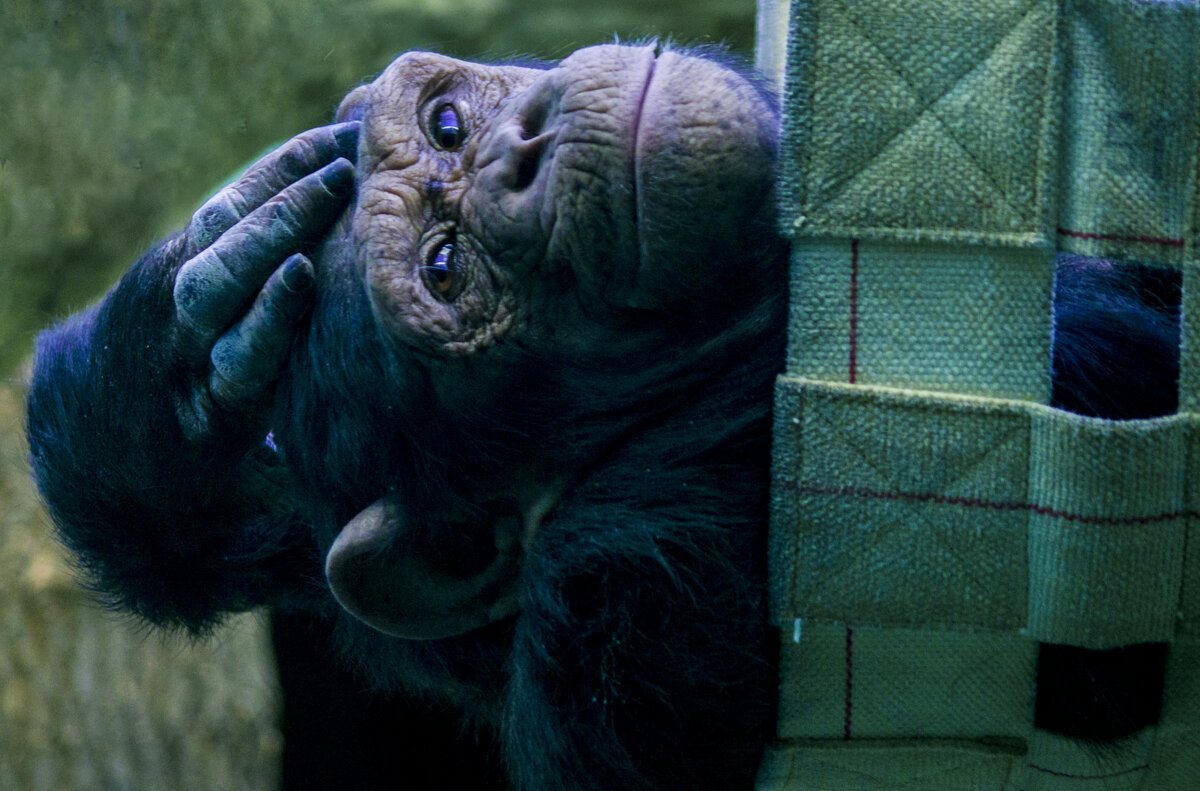 Шимпанзе - Я спать хочу - Владимир Максимов