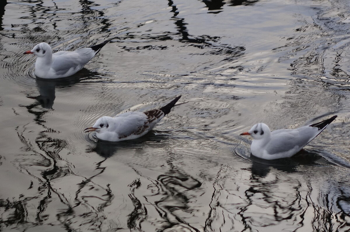 Чайки в городском парке - Рита Симонова Чайки в городском парке - Рита Симонова