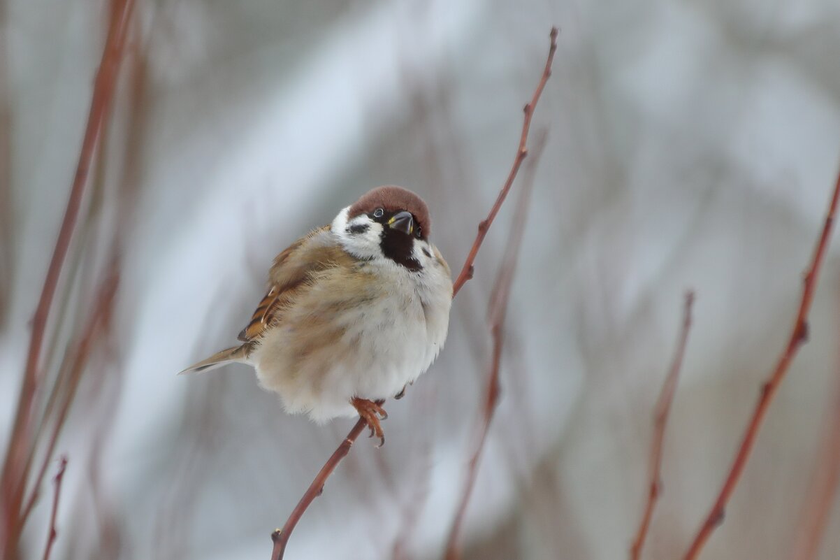 Где же ты, солнышко? - Татьяна Бравая