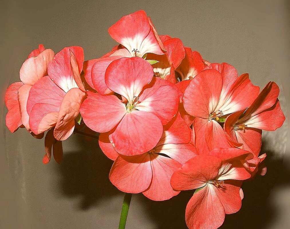 Герань цветет - Наталья Куликова