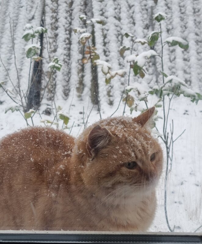 Визит соседа :) - Наталья Визит соседа :) - Наталья