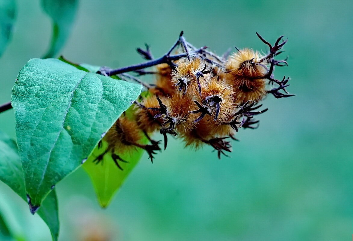 *** - Николай Саржанов