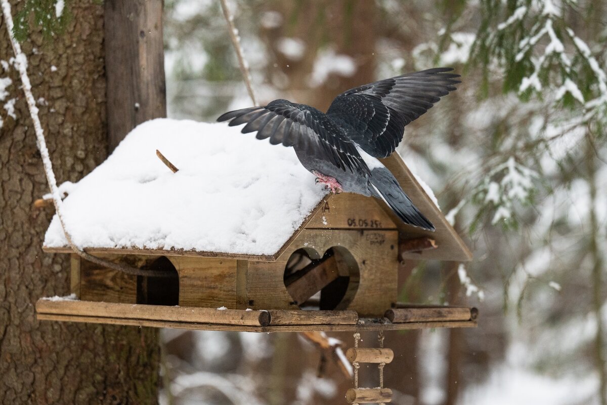 Сизый голубь. - Виктор Евстратов Сизый голубь. - Виктор Евстратов