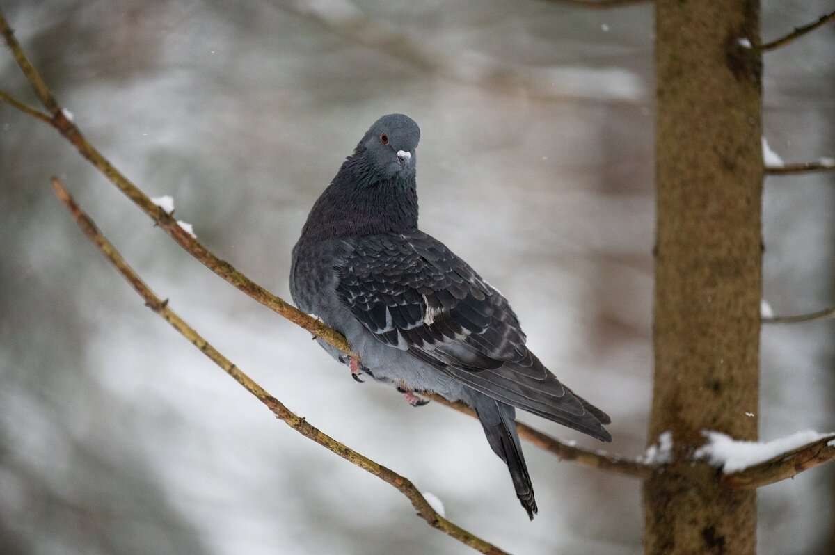 Сизый голубь. - Виктор Евстратов Сизый голубь. - Виктор Евстратов