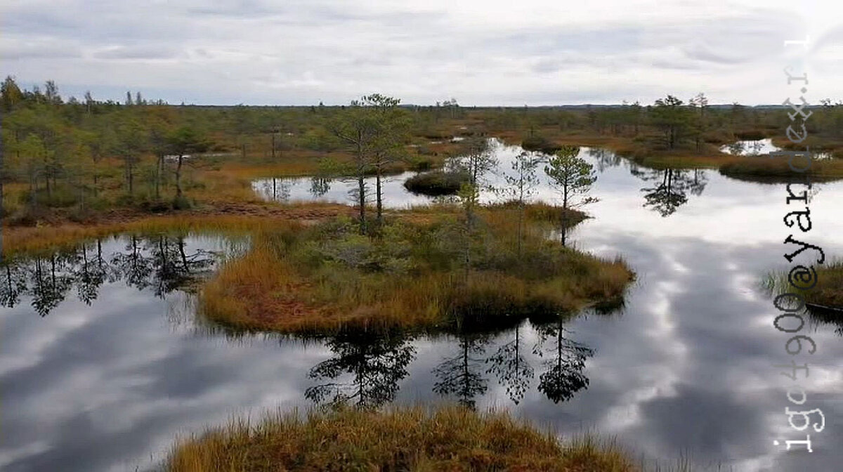 Из Серии __В заповедных Лесах __ A keepsake photo ((.... фото на память )) - Игорь Пляскин