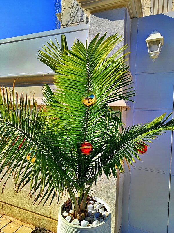 К   НОВОМУ   ГОДУ   ГОТОВЫ - Анатолий Малобродский