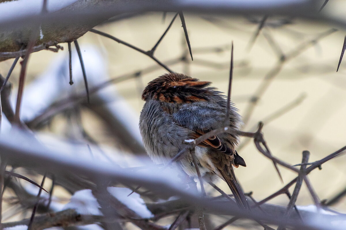Пушистый комочек. - Анатолий. Chesnavik.
