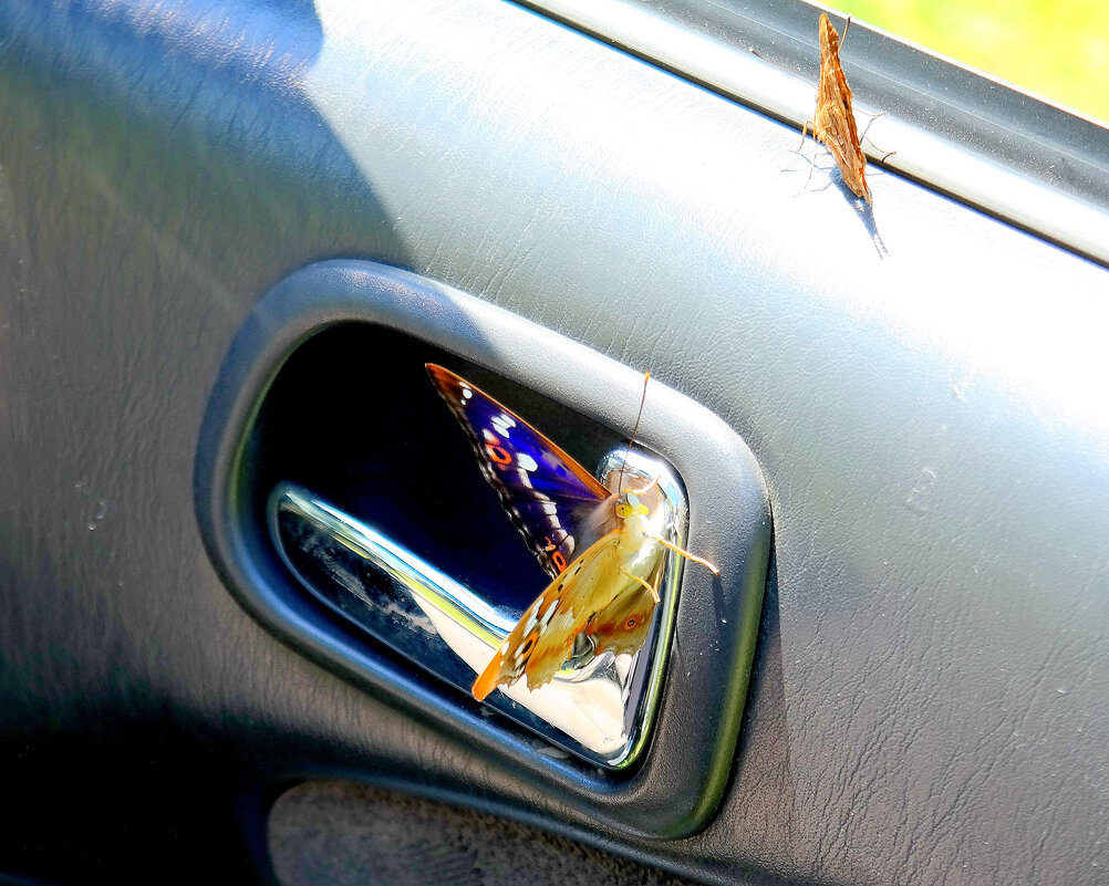 опять про бабочек...251 - Александр Прокудин опять про бабочек...251 - Александр Прокудин