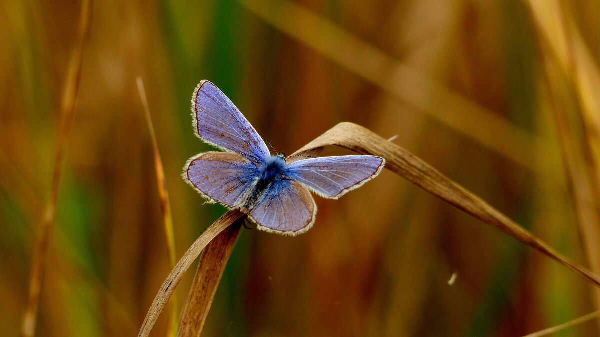 опять про бабочек...255 - Александр Прокудин