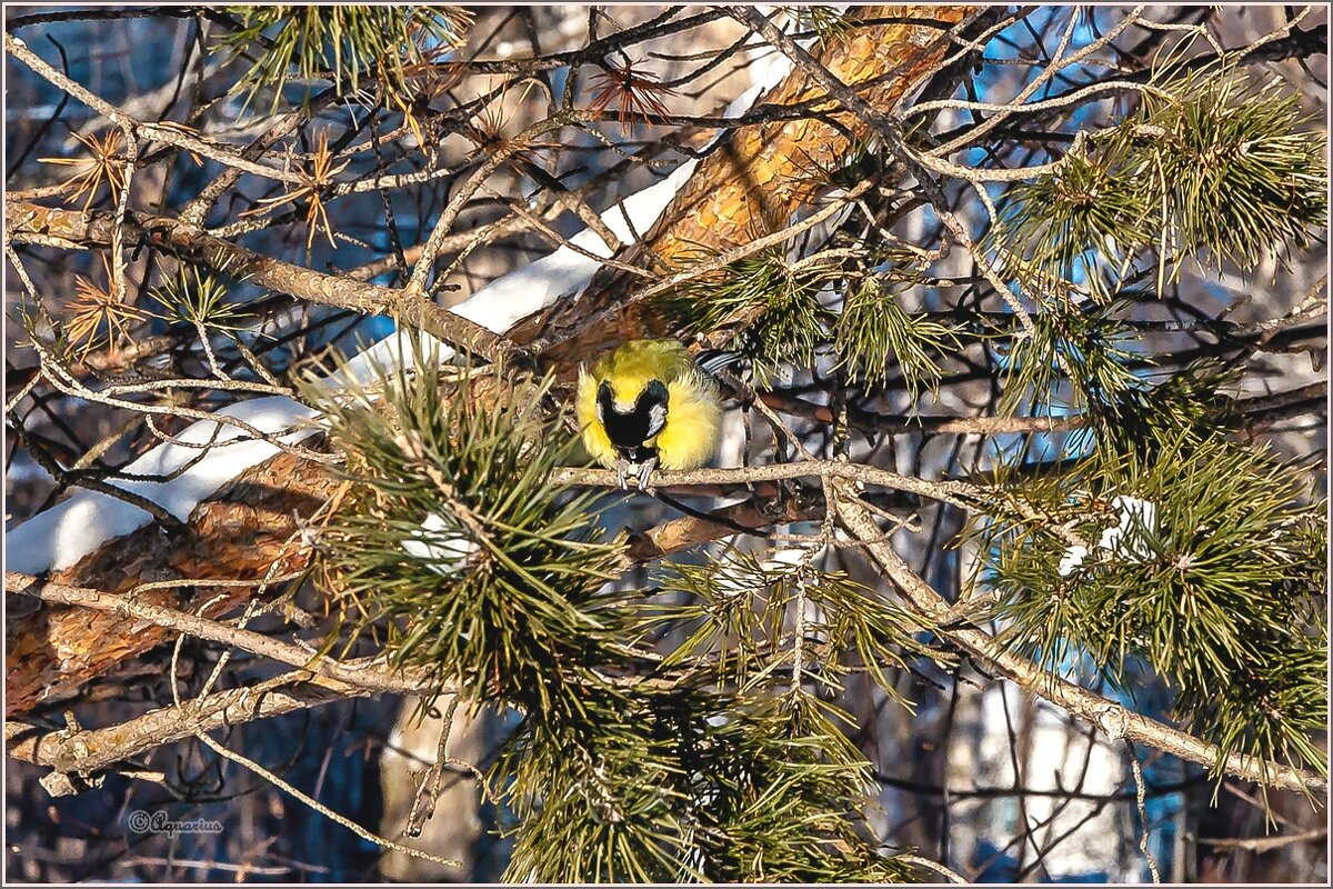 Про птиц... - Aquarius - Сергей
