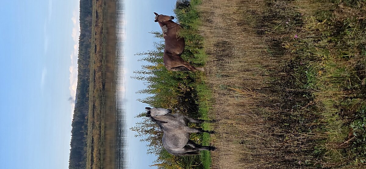 На водопое - Марина 