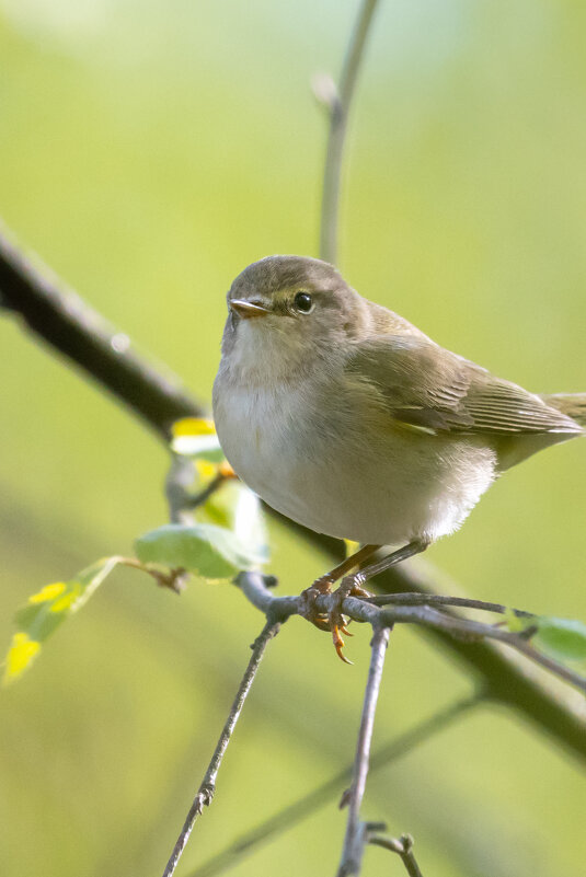 Пеночка. Весеннее настроение. - Владимир Лазарев