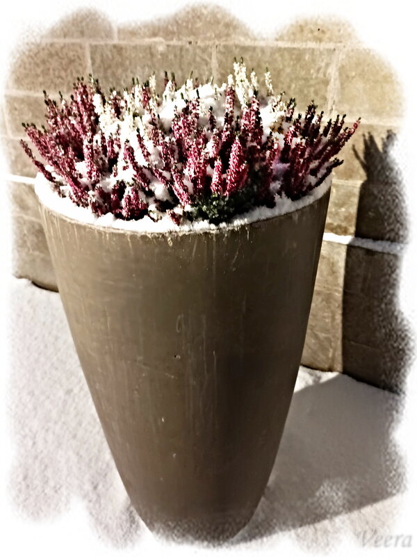 Неувядающий вереск - Veera V Неувядающий вереск - Veera V