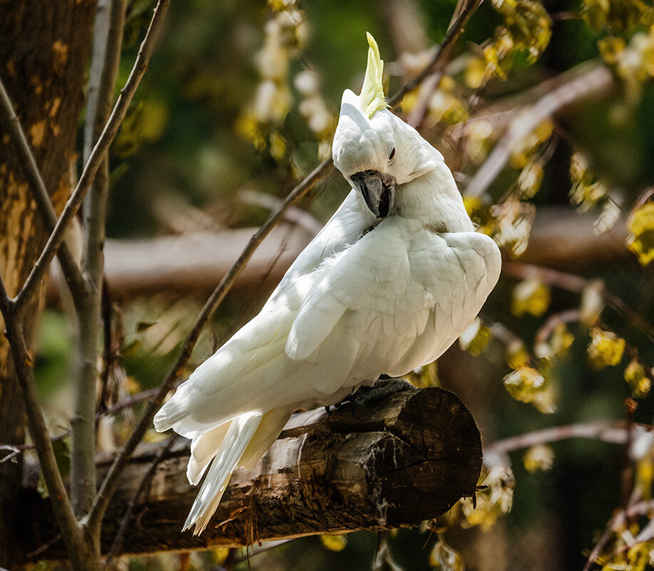 Какаду - SanSan 