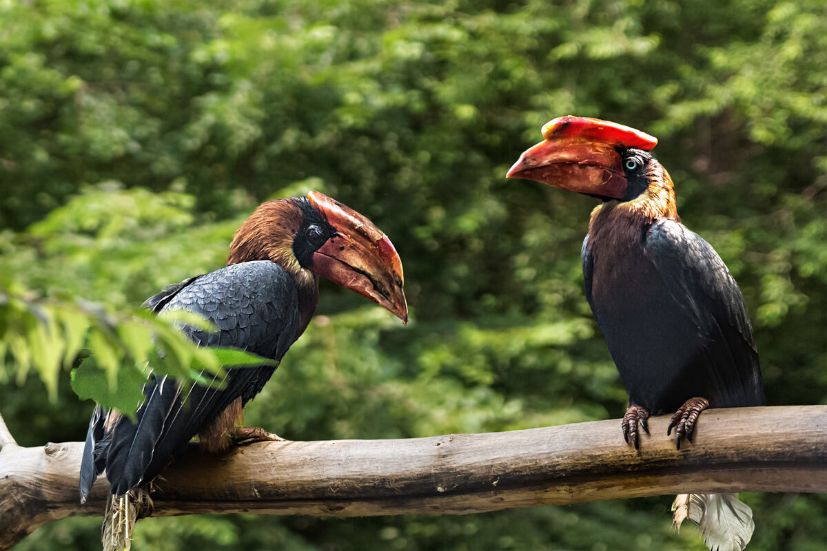 Огненный гамрай - SanSan 