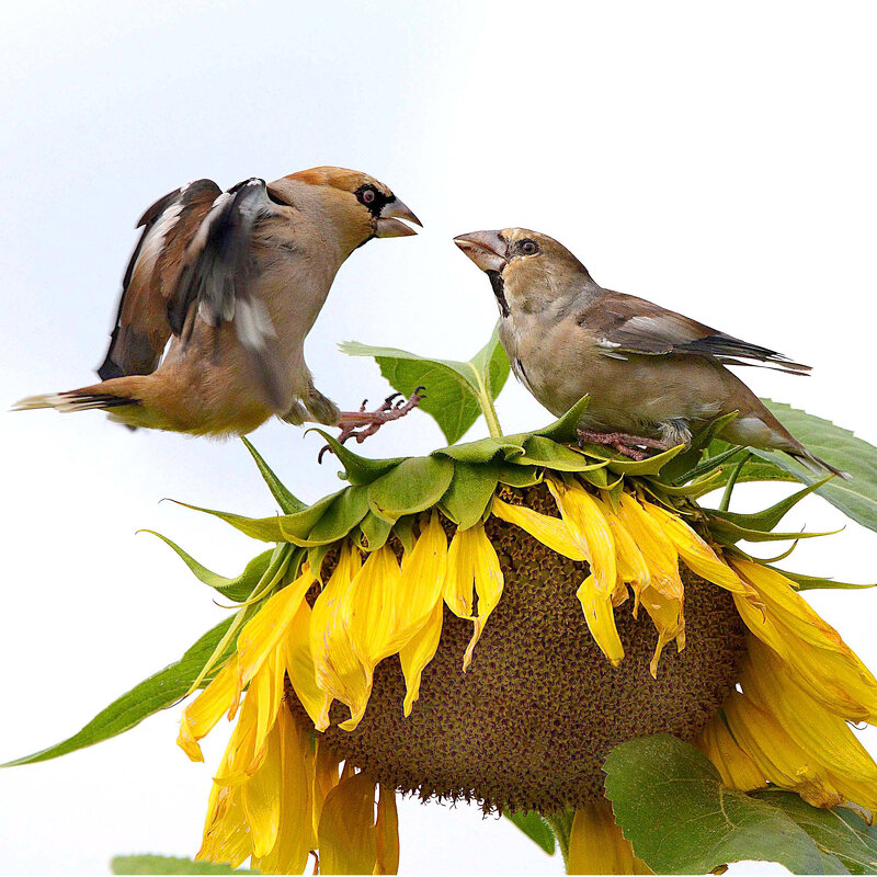 Бои местного значения - Михаил Белоусов Бои местного значения - Михаил Белоусов