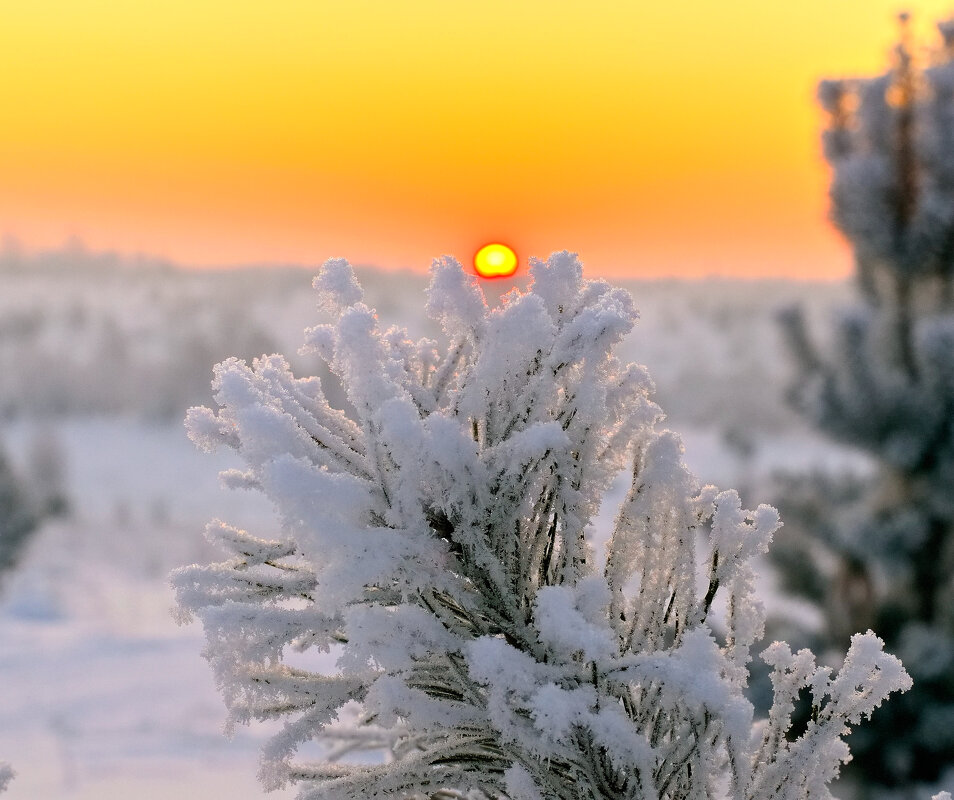 Иней. - Владимир Мигонькин