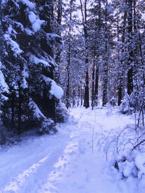В зимнем лесу - Людмила Смородинская В зимнем лесу - Людмила Смородинская