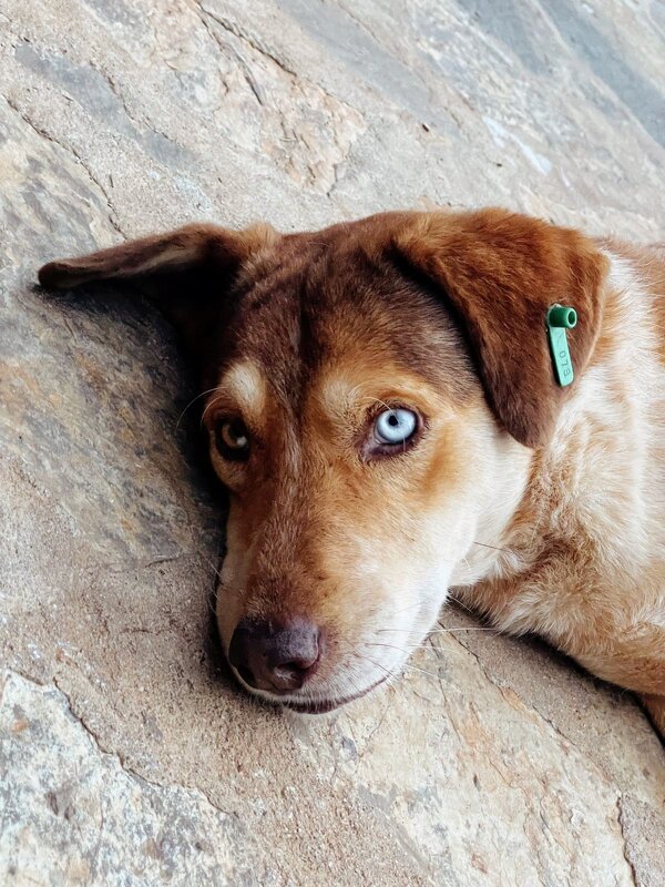 Взгляд пса - Георгиевич 