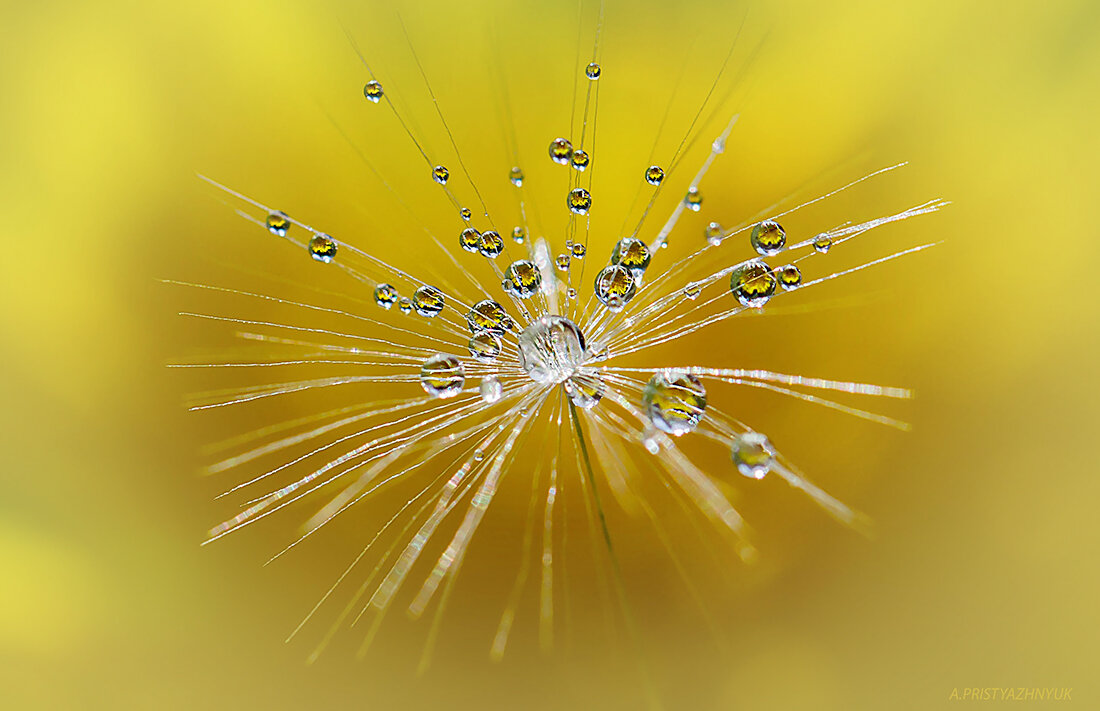 Одуванчик - Андрей Пристяжнюк