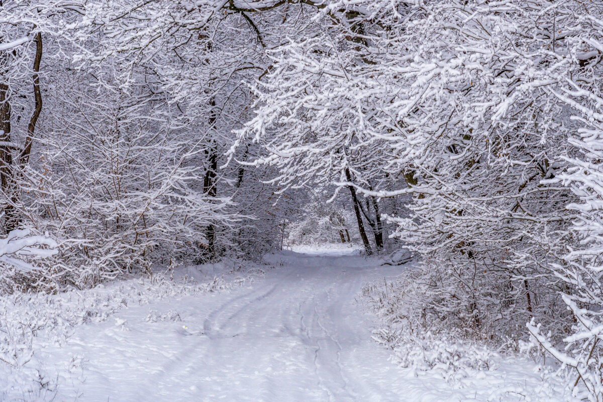 Зимний лес - Игорь Сикорский