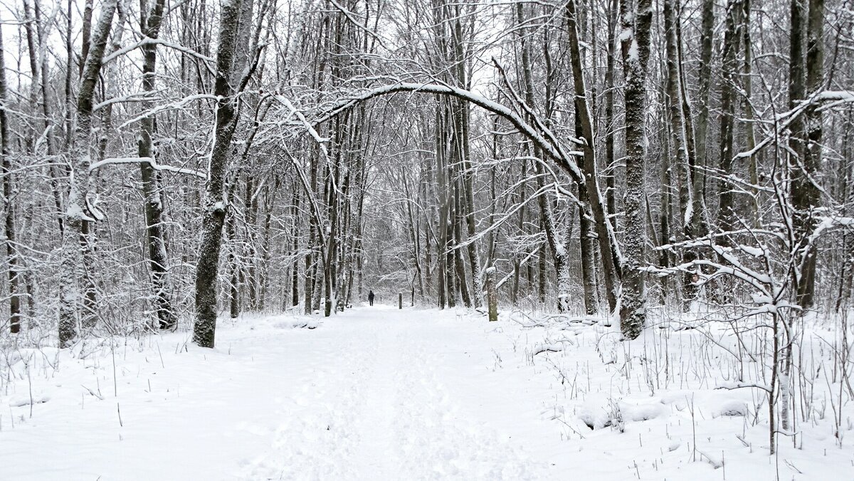 Зима в конце декабря. - Милешкин Владимир Алексеевич 