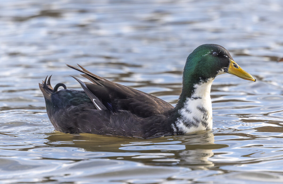 декоративная утка - юрий макаров