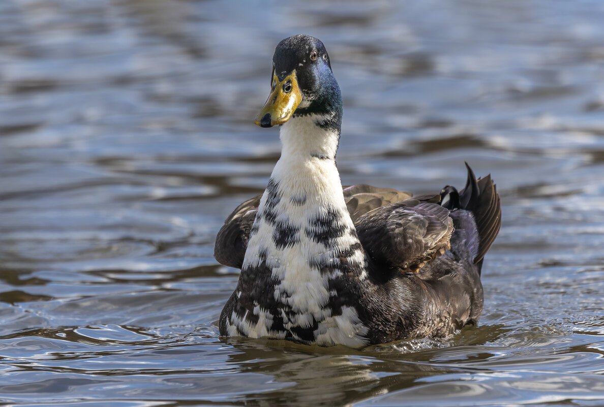 декоративная утка - юрий макаров