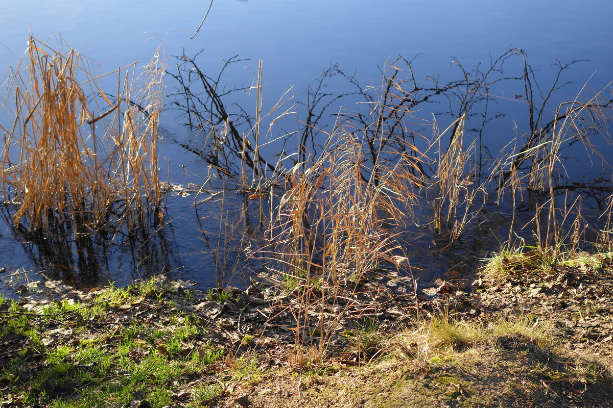 Декабрьские этюды - Рита Симонова