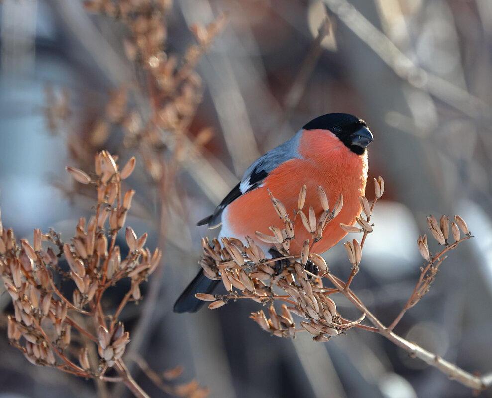 *** - владимир 