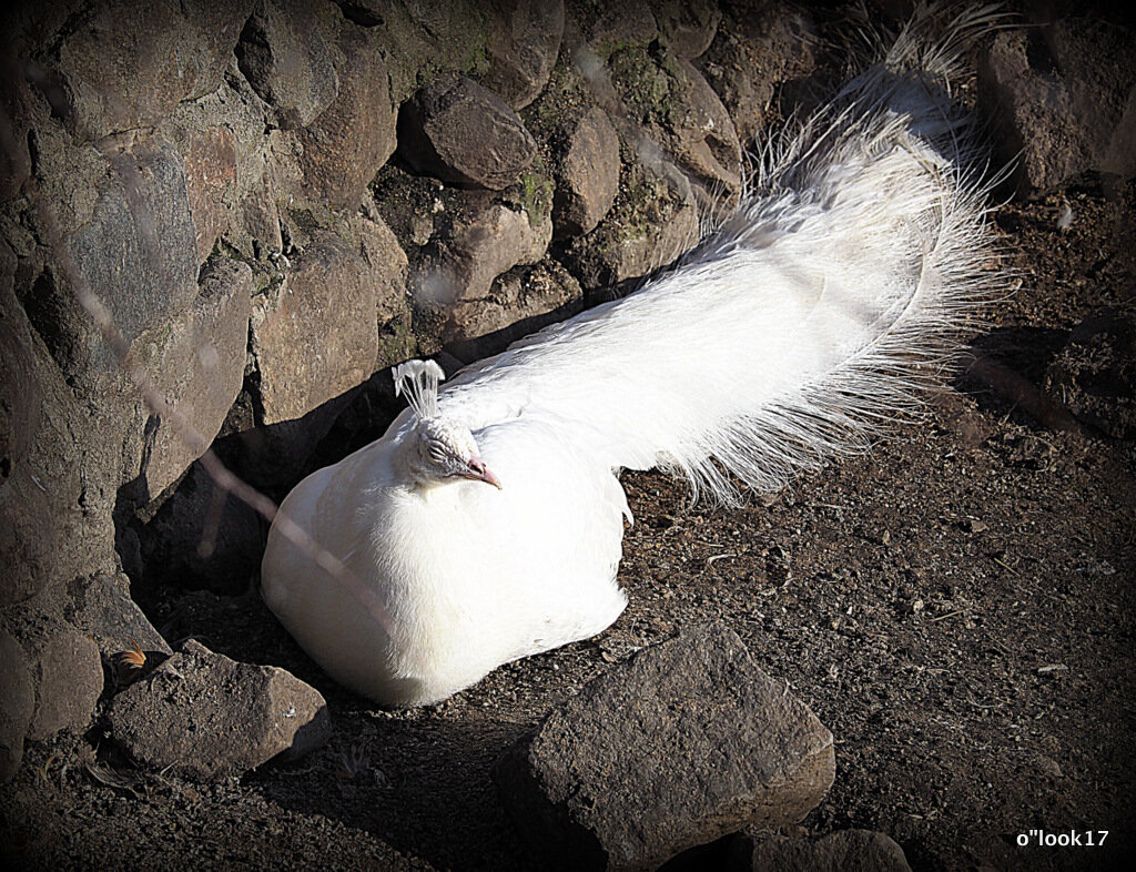 беленький - Олег Лукьянов