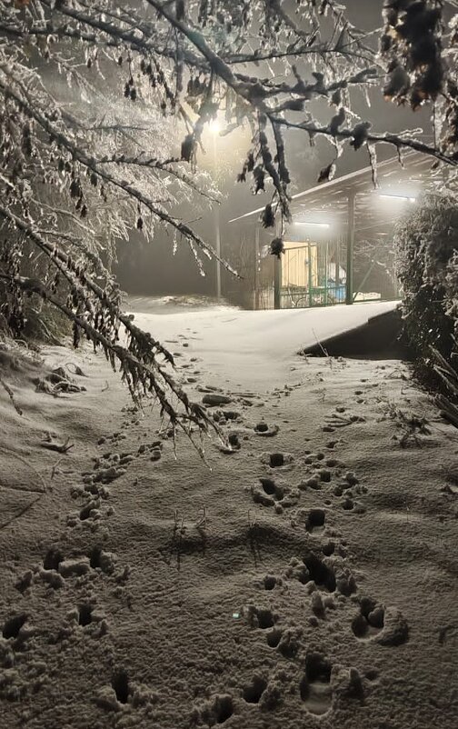 НОВОГОДНИЙ СОЧИ. - Tata Wolf