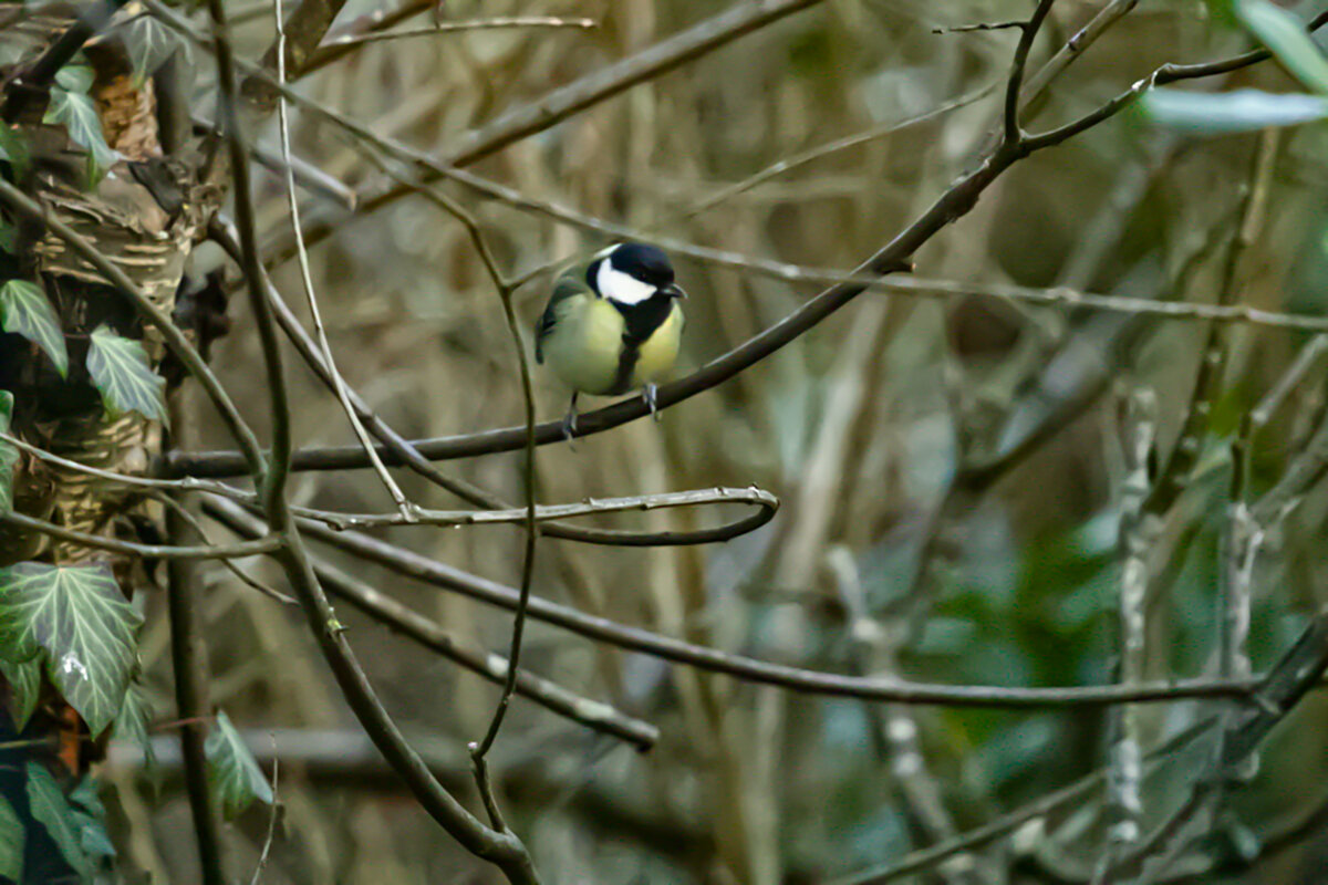 синица. - Lucy Schneider 