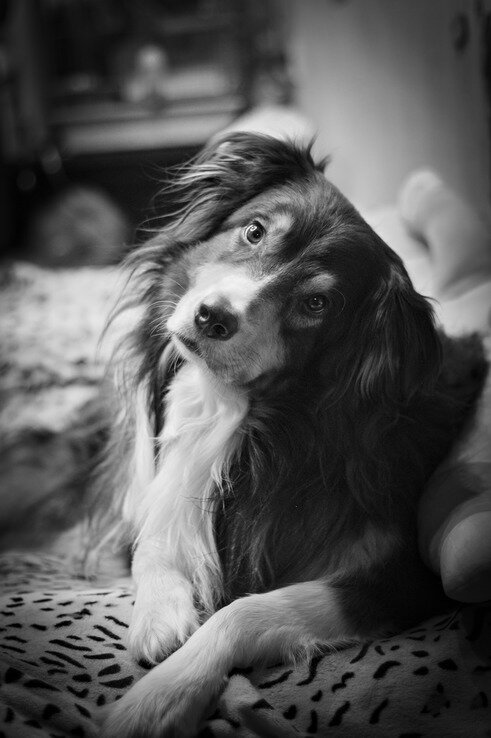 не лошадь конечно, но всеравно, с наступающим!) - Артём 