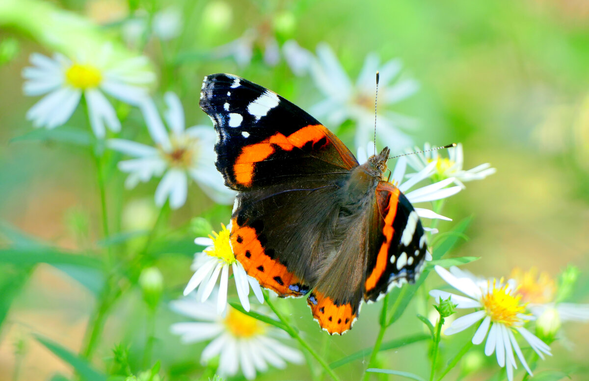 опять про бабочек...258  С Новым Годом! - Александр Прокудин