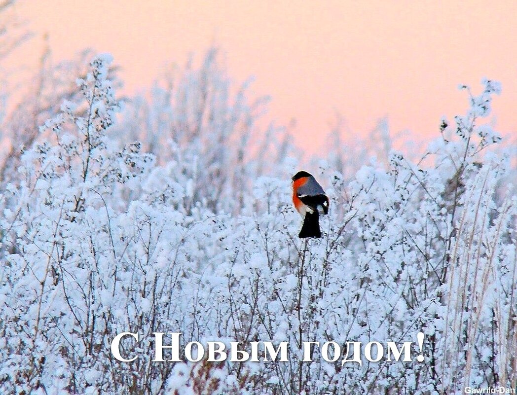 *** - gawrilа - dan