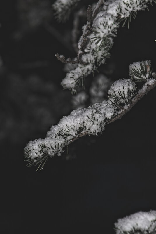 Снег на Ели - Giant Tao /